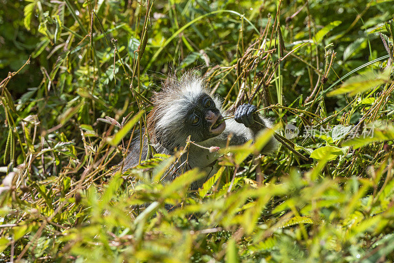 红疣猴(Procolobus kirkii)